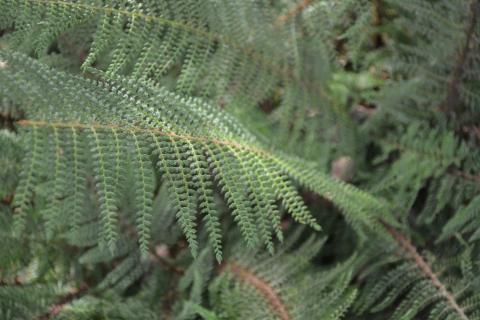 Athyrium filix-femina