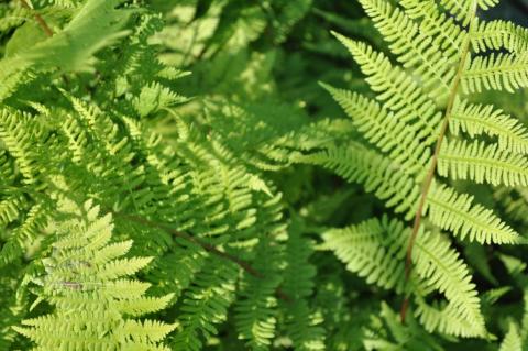 Athyrium filix-femina 'Lady in Red'