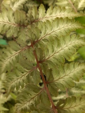 Athyrium nipponicum 'Burgundy Lace'