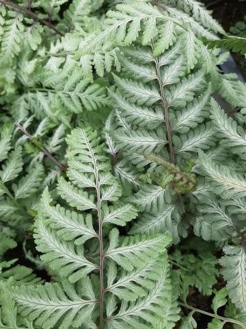 Athyrium nipponicum 'Silver Falls' ®