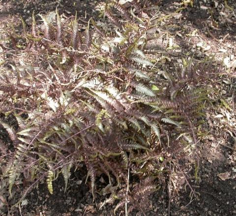 Athyrium nipponicum var. 'Pictum'