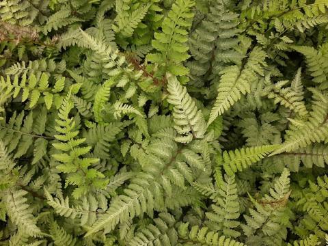 Athyrium nipponicum 'Red Beauty'