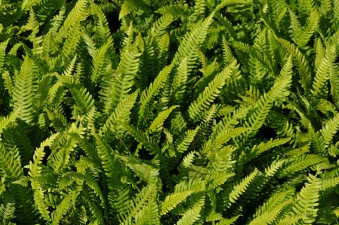 Blechnum spicant