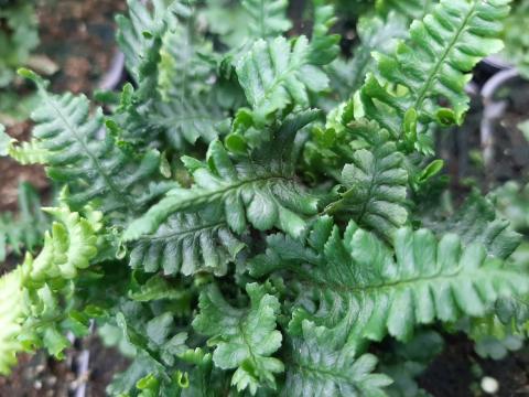 Dryopteris affinis 'Cristata'