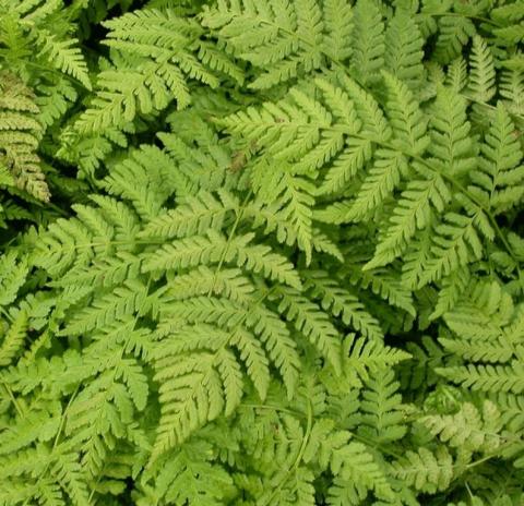 Dryopteris austriaca