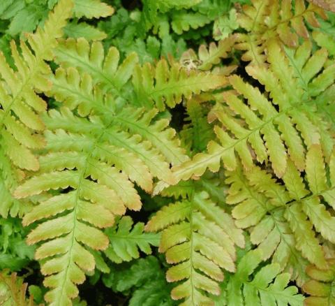 Dryopteris erythrosora