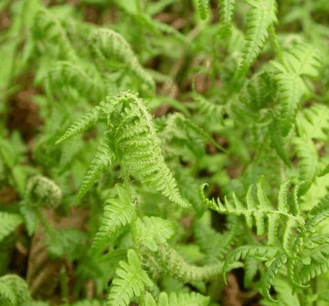 Dryopteris filix-mas