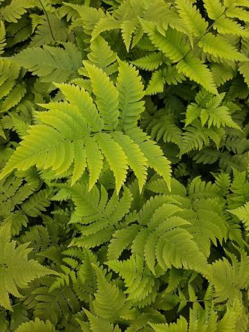 Dryopteris goldiana