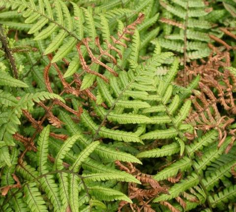 Dryopteris wallichiana