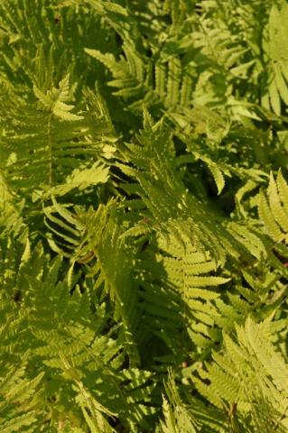 Matteuccia struthiopteris .
