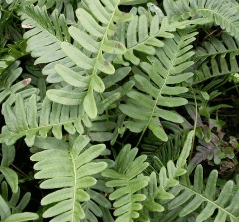 Polypodium vulgare