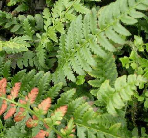 Polystichum aculeatum