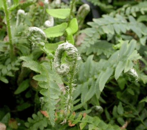 Polystichum munitum