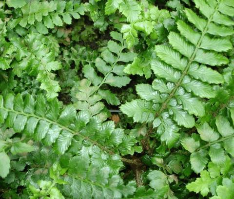 Polystichum polyblepharum