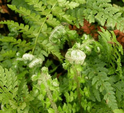 Polystichum setiferum