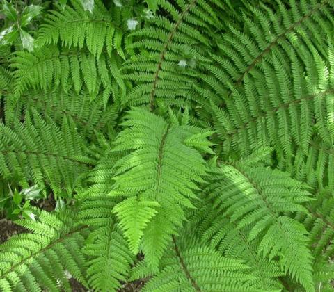 Polystichum setiferum 'Dahlem'