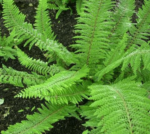 Polystichum setiferum 'Herrenhausen'