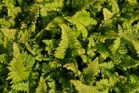 Polystichum setiferum 'Plumoso-densum'