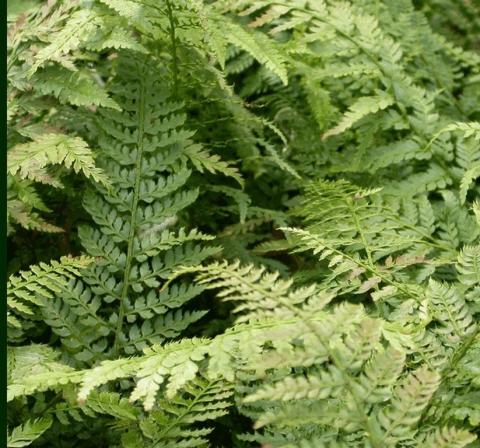 Polystichum setiferum 'Proliferum'