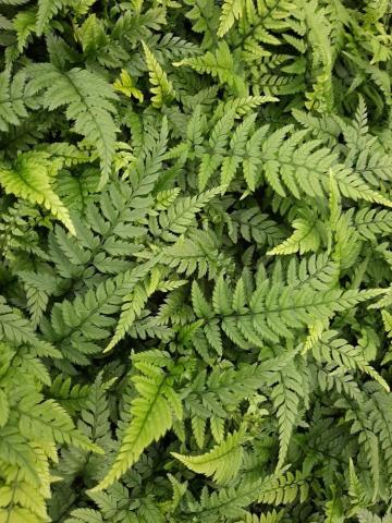 Polystichum tsus-simense