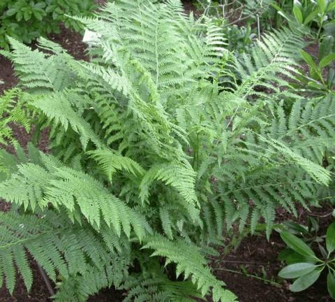 Pteridium aquilinum