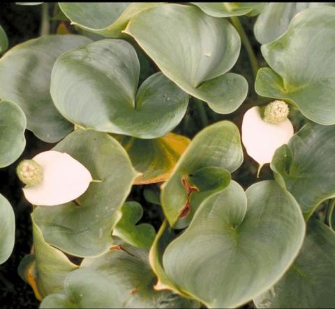 Calla palustris