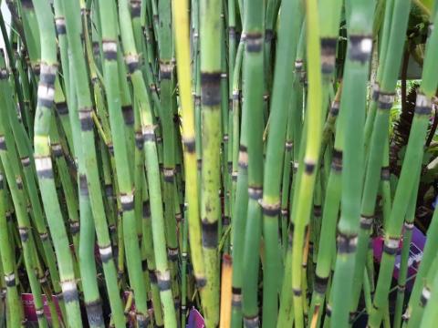 Equisetum japonica