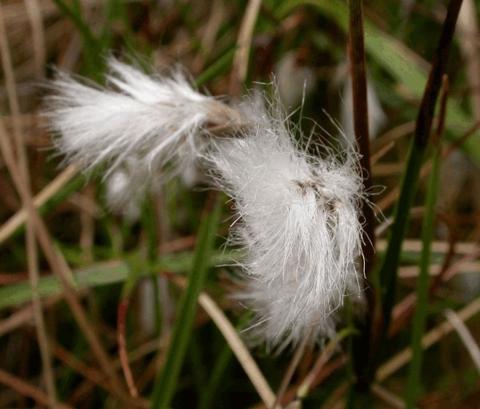 Eriophorum angustifolium