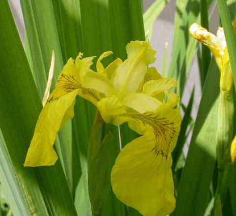 Iris pseudacorus