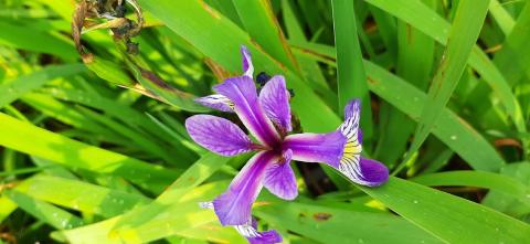 Iris versicolor