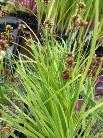 Juncus ensifolius