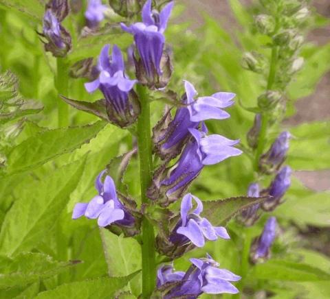 Lobelia cardinalis