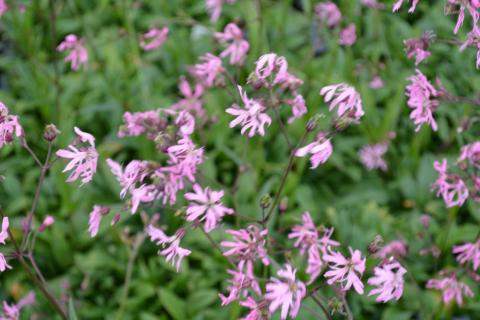 Lychnis flos-cuculi