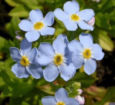 Myosotis palustris