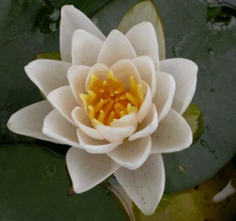 Nymphaea tetragona