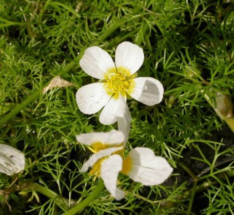 Ranunculus aquatilis