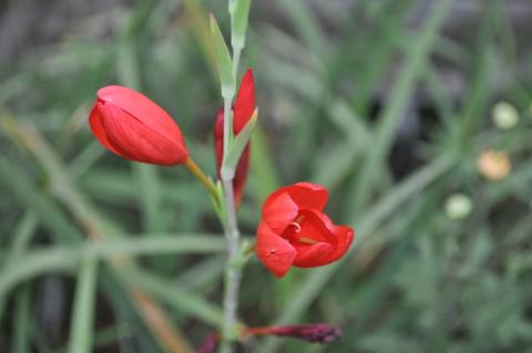 Schizostylis coccinea 'Major'