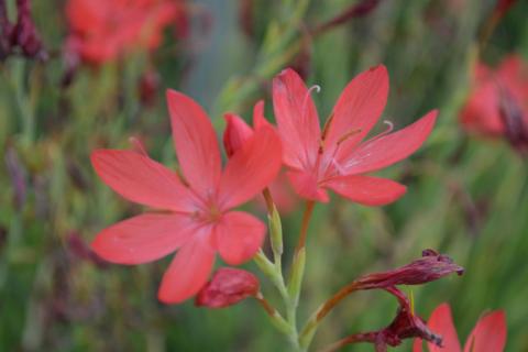 Schizostylis coccinea 'Mrs. Hegarty'