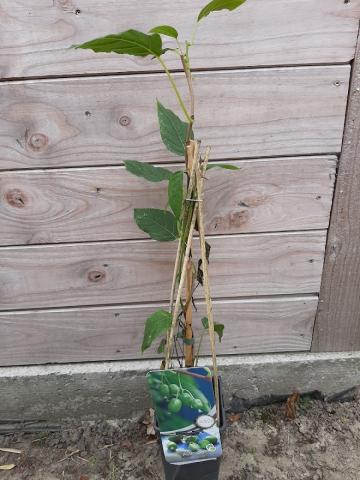 Actinidia arguta 'issai'