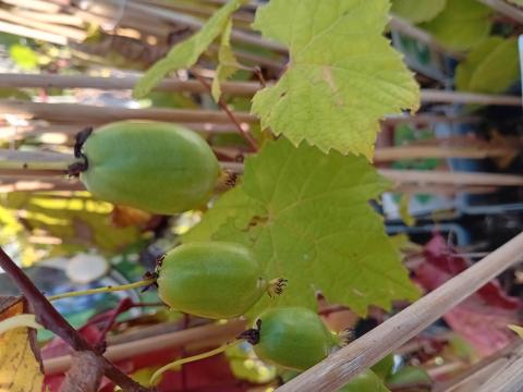 Actinidia arguta 'issai'