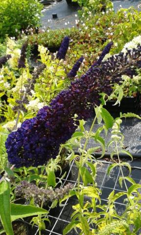 Buddleja davidii 'Black Knight'