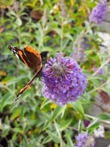 Buddleja davidii 'Lochinch'