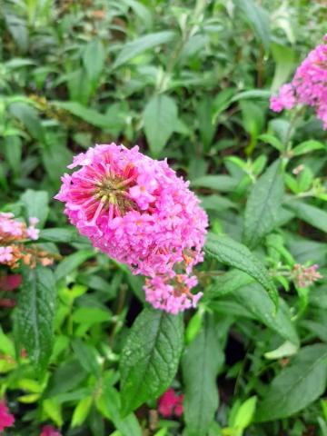 Buddleja davidii 'Pink Delight'