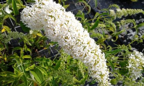 Buddleja davidii 'White Profusion'