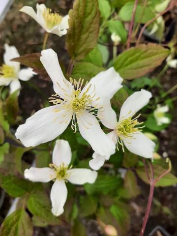 Clematis montana 'Grandiflora'