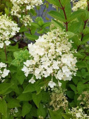 Hydrangea pan. 'Bobo'
