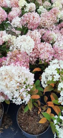 Hydrangea pan. 'Bobo'