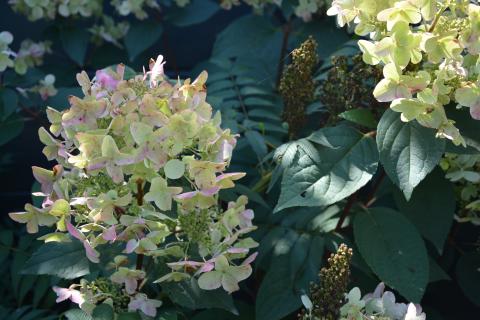 Hydrangea pan. 'Wim's Red'