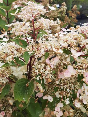 Hydrangea pan. 'Wim's Red'