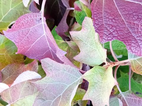 Hydrangea quercifolia